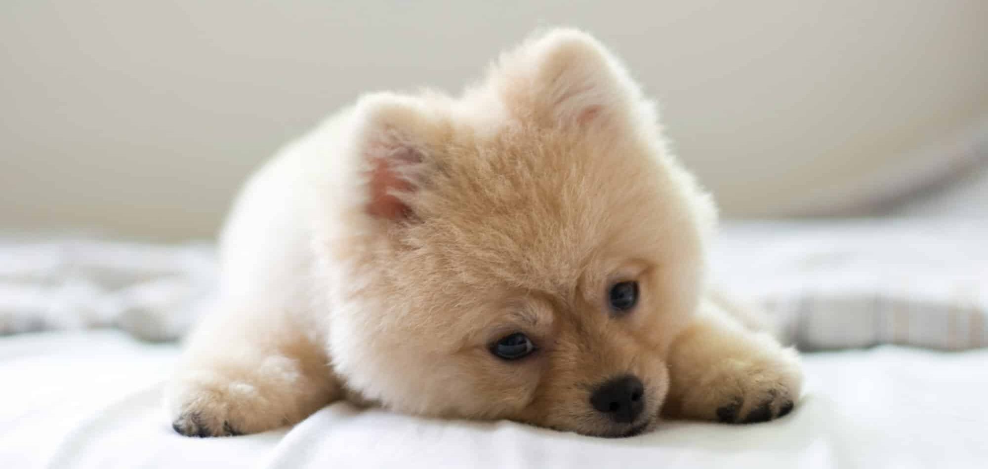 Cute pomeranian puppy lying on the bed