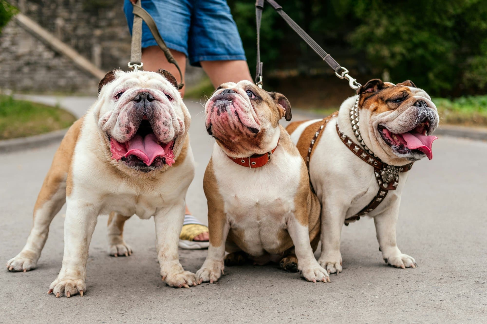 Unrecognizable woman walking in park with english bulldogs on the leash outdoors